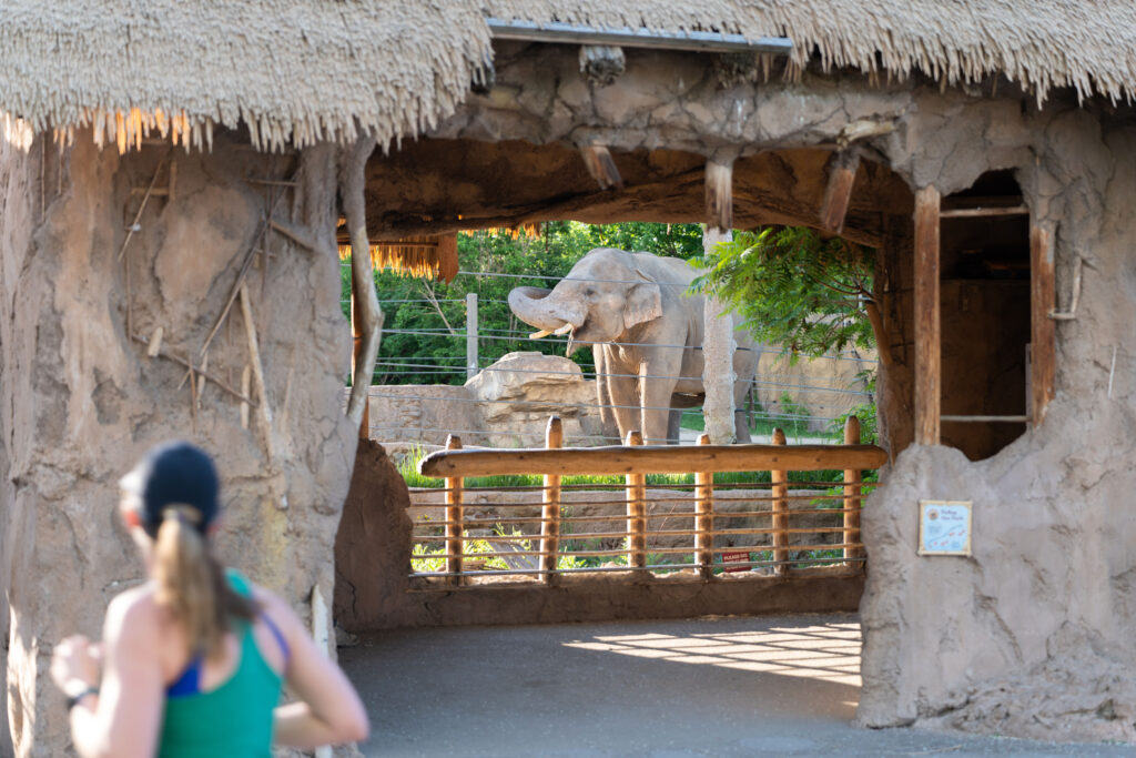 2 Zoo Elephant