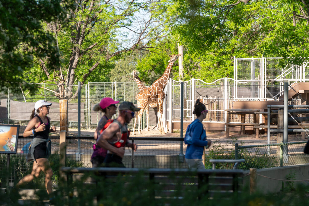 2 Zoo Giraffe2