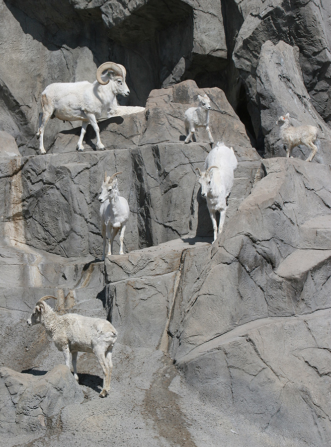 colfax marathon, half marathon, denver zoo