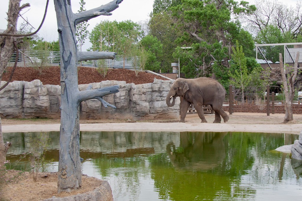 marathon, denver zoo, half marathon