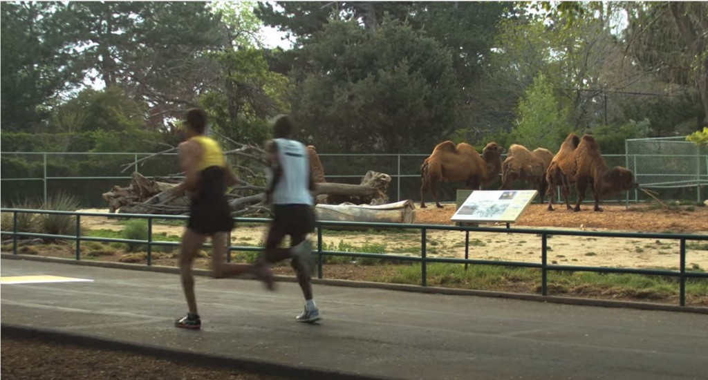 colfax half marathon, half marathon winners, denver zoo