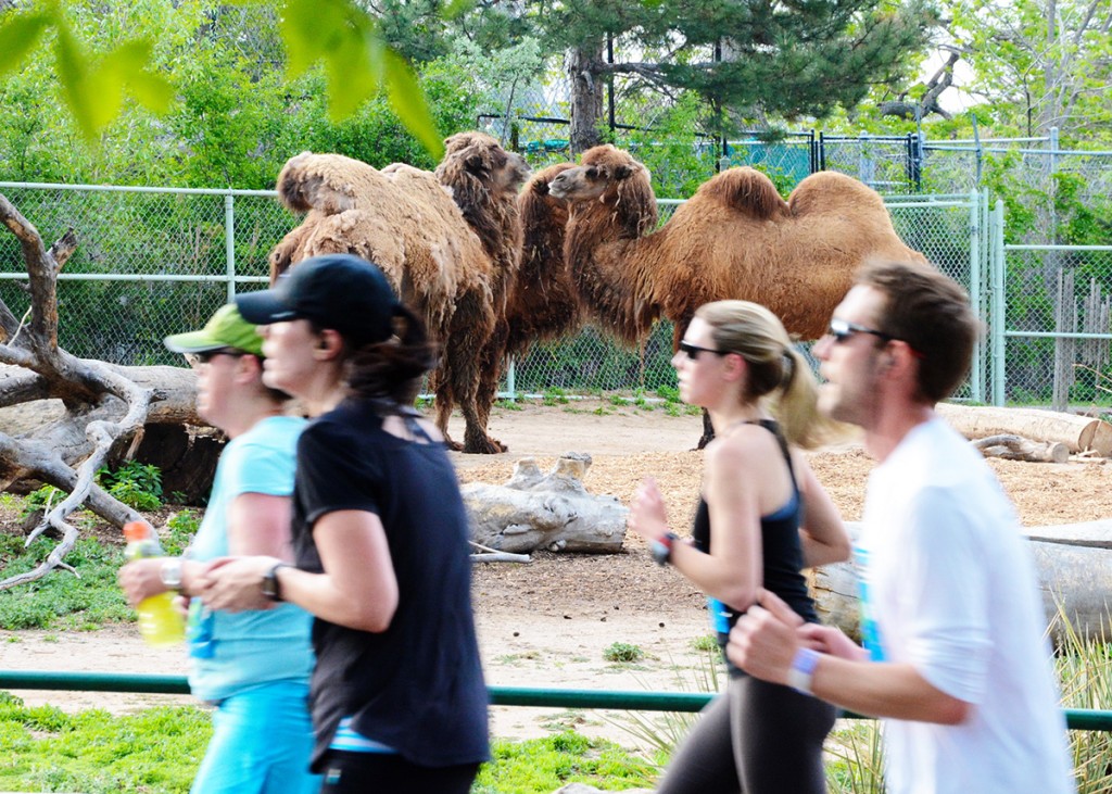 hafl marathon, zoo half, marathon through denver zoo, half marathon denver zoo, colfax half, colfax half marathon